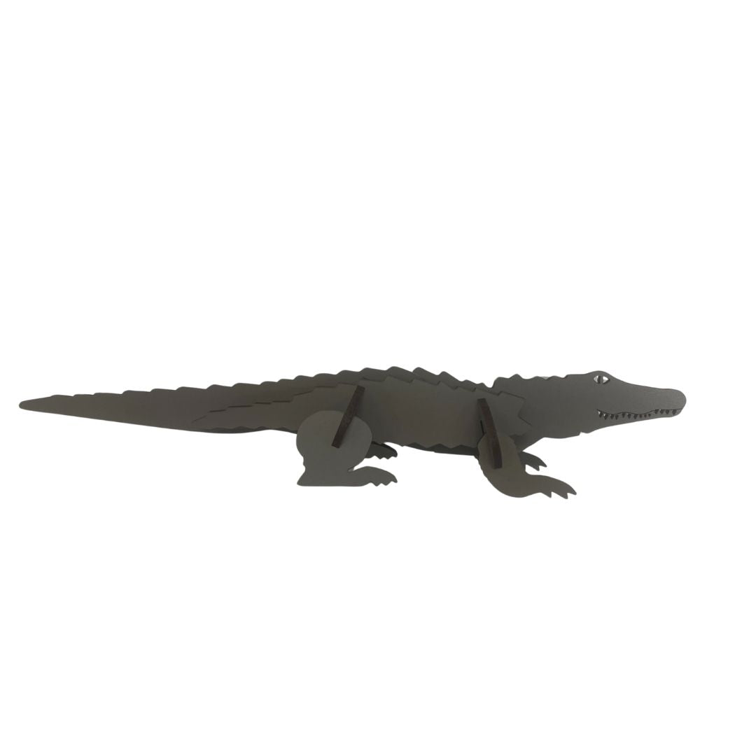 American Alligator